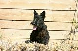 SCOTTISH TERRIER 260
